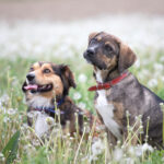 Monsoon Safety Tips for Street Dogs