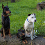 Meet the Volunteers Behind Our Sunday Feeding Drive