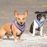Why Sterilization Drives Matter for Street Dogs